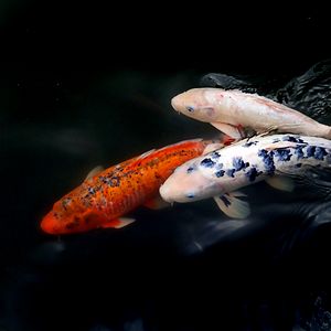 Preview wallpaper koi fish, fish, water, ripples