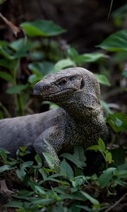 Preview wallpaper komodo dragon, monitor lizard, reptile, wildlife