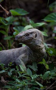 Preview wallpaper komodo dragon, monitor lizard, reptile, wildlife