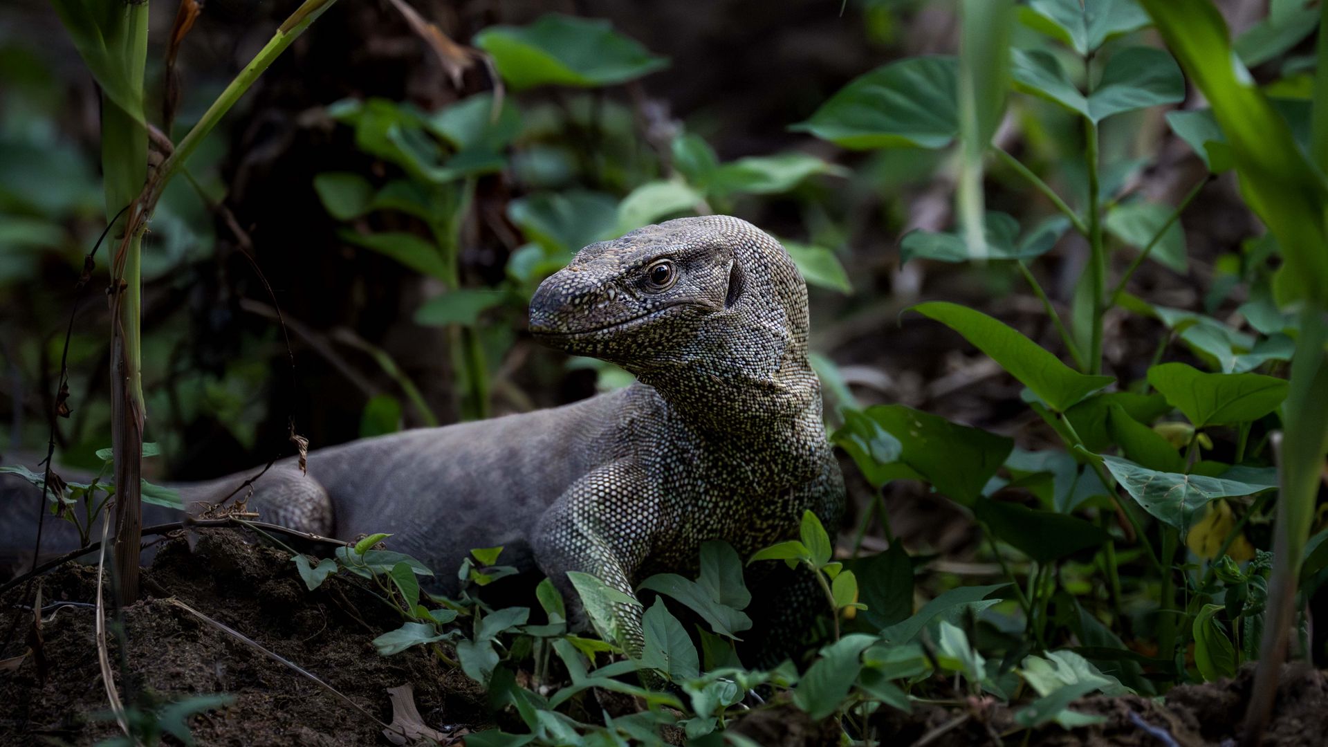 Download Wallpaper 1920x1080 Komodo Dragon Monitor Lizard Reptile Wildlife Full Hd Hdtv Fhd 