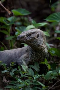 Preview wallpaper komodo dragon, monitor lizard, reptile, wildlife