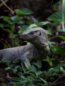 Preview wallpaper komodo dragon, monitor lizard, reptile, wildlife