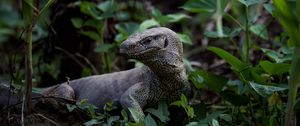 Preview wallpaper komodo dragon, monitor lizard, reptile, wildlife