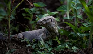 Preview wallpaper komodo dragon, monitor lizard, reptile, wildlife