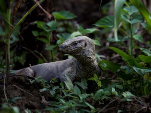 Preview wallpaper komodo dragon, monitor lizard, reptile, wildlife