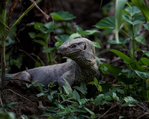 Preview wallpaper komodo dragon, monitor lizard, reptile, wildlife