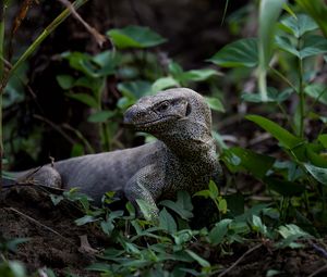 Preview wallpaper komodo dragon, monitor lizard, reptile, wildlife