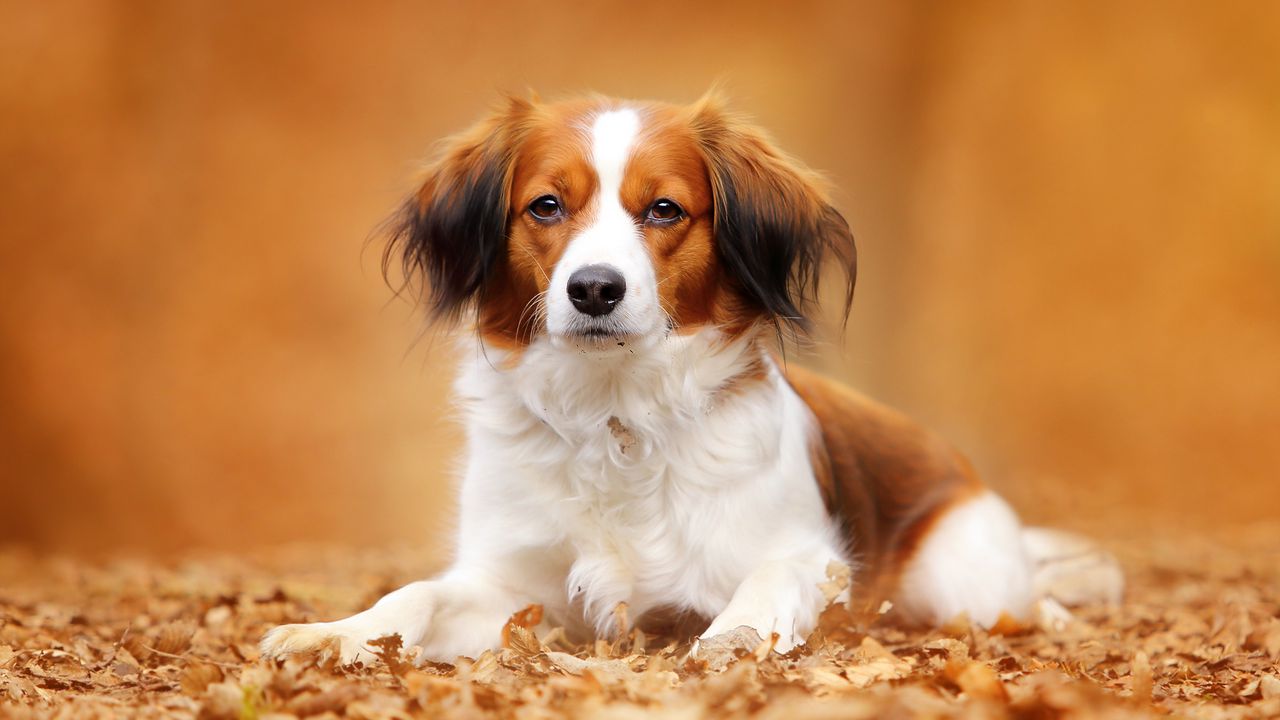 Wallpaper kooikerhondje, dog, autumn, foliage