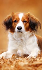 Preview wallpaper kooikerhondje, dog, autumn, foliage