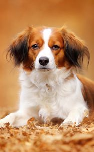 Preview wallpaper kooikerhondje, dog, autumn, foliage