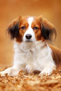 Preview wallpaper kooikerhondje, dog, autumn, foliage