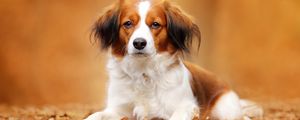 Preview wallpaper kooikerhondje, dog, autumn, foliage