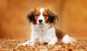 Preview wallpaper kooikerhondje, dog, autumn, foliage