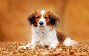 Preview wallpaper kooikerhondje, dog, autumn, foliage