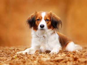 Preview wallpaper kooikerhondje, dog, autumn, foliage