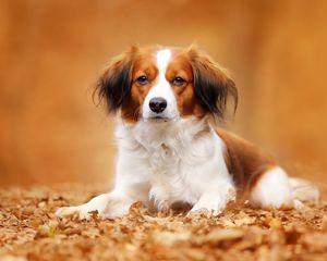 Preview wallpaper kooikerhondje, dog, autumn, foliage