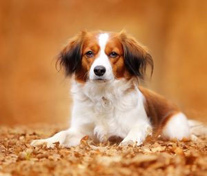 Preview wallpaper kooikerhondje, dog, autumn, foliage