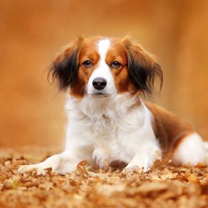 Preview wallpaper kooikerhondje, dog, autumn, foliage