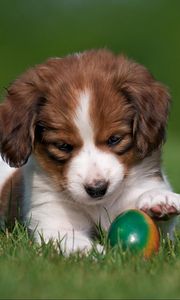 Preview wallpaper kooikerhondje, dog, puppy, ball, playful