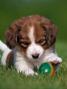 Preview wallpaper kooikerhondje, dog, puppy, ball, playful