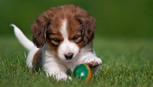 Preview wallpaper kooikerhondje, dog, puppy, ball, playful