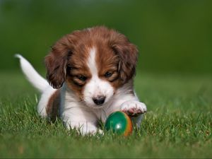 Preview wallpaper kooikerhondje, dog, puppy, ball, playful