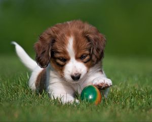 Preview wallpaper kooikerhondje, dog, puppy, ball, playful