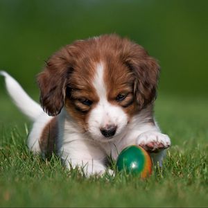Preview wallpaper kooikerhondje, dog, puppy, ball, playful