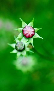 Preview wallpaper kosmeya, buds, flowers, field, nature, green, blur, focus