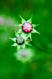 Preview wallpaper kosmeya, buds, flowers, field, nature, green, blur, focus