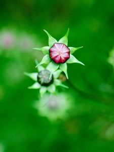 Preview wallpaper kosmeya, buds, flowers, field, nature, green, blur, focus