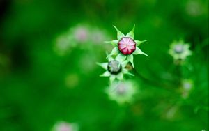 Preview wallpaper kosmeya, buds, flowers, field, nature, green, blur, focus