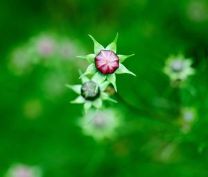 Preview wallpaper kosmeya, buds, flowers, field, nature, green, blur, focus