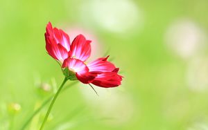 Preview wallpaper kosmeya, flower, macro, petals