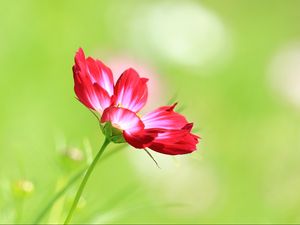 Preview wallpaper kosmeya, flower, macro, petals