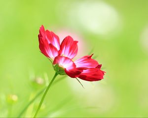 Preview wallpaper kosmeya, flower, macro, petals