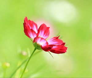 Preview wallpaper kosmeya, flower, macro, petals