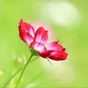 Preview wallpaper kosmeya, flower, macro, petals