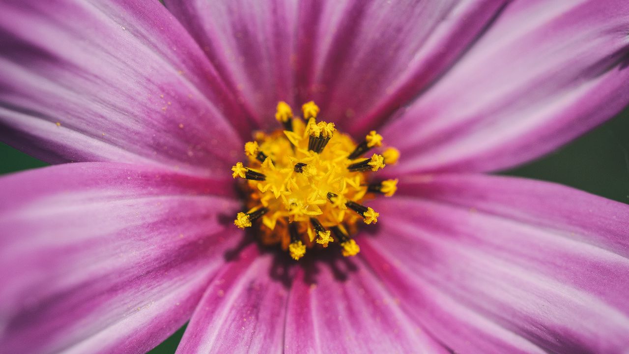 Wallpaper kosmeya, flower, macro