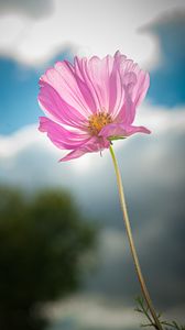 Preview wallpaper kosmeya, flower, petals, macro, pink