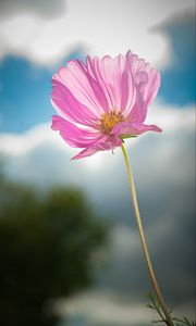 Preview wallpaper kosmeya, flower, petals, macro, pink