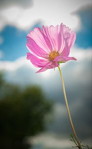 Preview wallpaper kosmeya, flower, petals, macro, pink