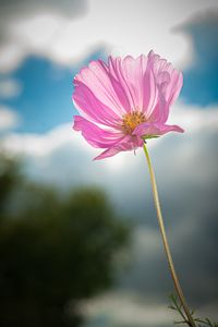 Preview wallpaper kosmeya, flower, petals, macro, pink