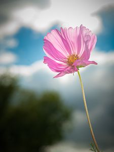 Preview wallpaper kosmeya, flower, petals, macro, pink