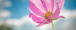 Preview wallpaper kosmeya, flower, petals, macro, pink