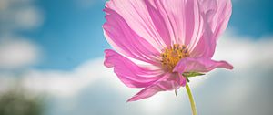 Preview wallpaper kosmeya, flower, petals, macro, pink