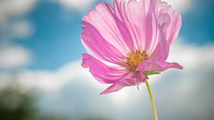 Preview wallpaper kosmeya, flower, petals, macro, pink