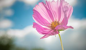 Preview wallpaper kosmeya, flower, petals, macro, pink