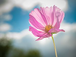 Preview wallpaper kosmeya, flower, petals, macro, pink