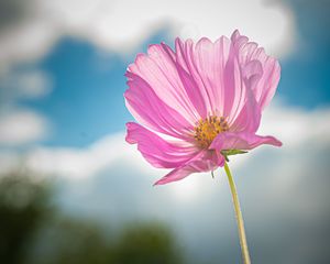 Preview wallpaper kosmeya, flower, petals, macro, pink